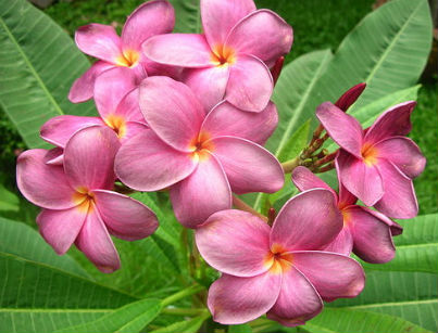 (image for) Purple Butterfly Plumeria Rubra 6 Seeds - Click Image to Close